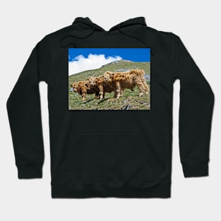 Highland cattle all in a row Hoodie